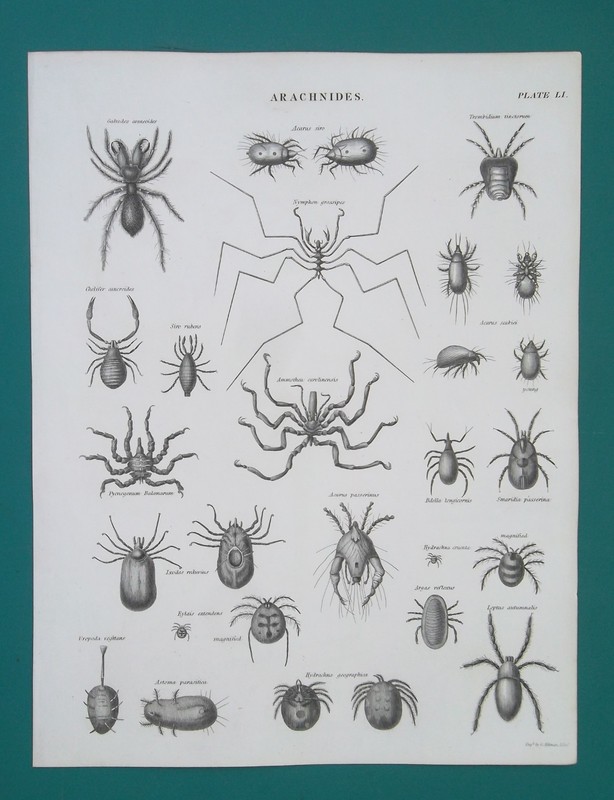 ARACHNIDS Spiders Mites Scorpion Harvestman – 1842 Antique Print