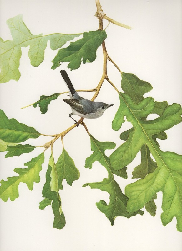 J F Lansdowne BLUE GRAY GNATCATCHER bird illustration 1977 vintage color print
