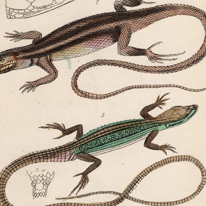 Cuvier Animal Kingdom antique engraving 1837 Reptile print 11 Sand Lizard gallery