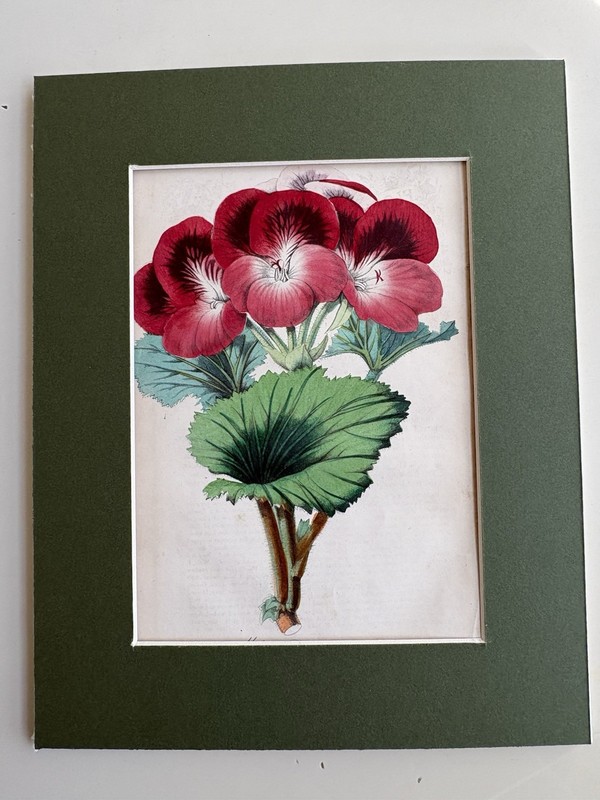 1853 Hand Colored Print Floricultral Cabinet Mag Of Martha Washington Geraniums