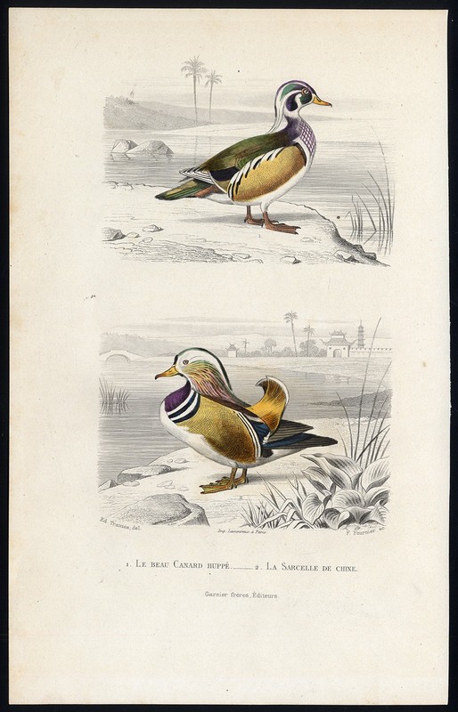 Antique Print-CRESTED DUCK-MANDARIN-DUCK-Buffon-1853