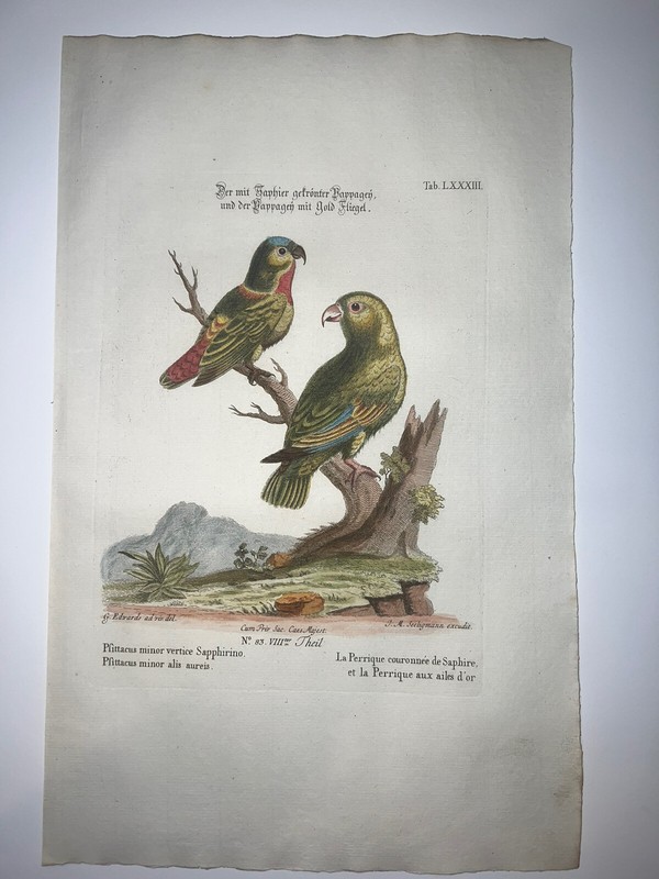 Antique Engraving Pl. 83 Edwards Seligmann C1750 Bird Hand Color Parrot gallery