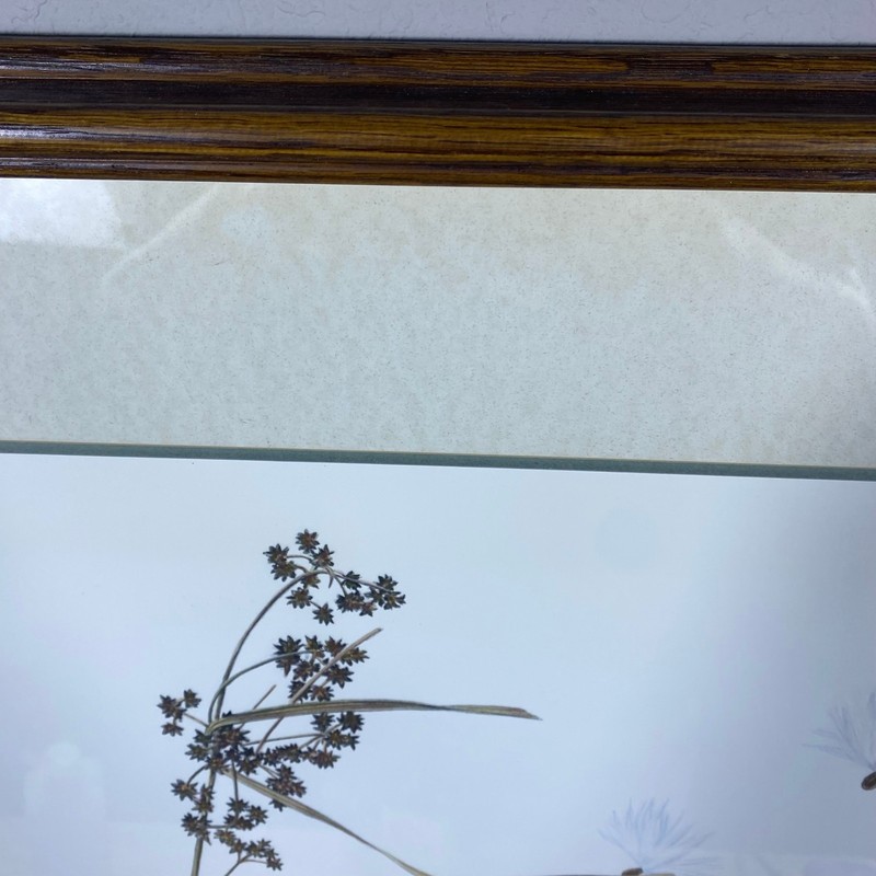Brenda Carter Marsh Wren & Sedge Hand-Colored Print 43/195 Framed 24x27.5 Bird gallery