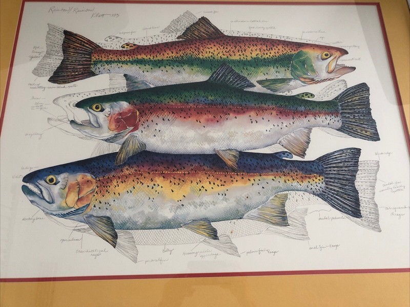 Eileen Klatt 1993 Picture SIGNED 1997 Rainbow Trout Actual Pic 30×22 Framed