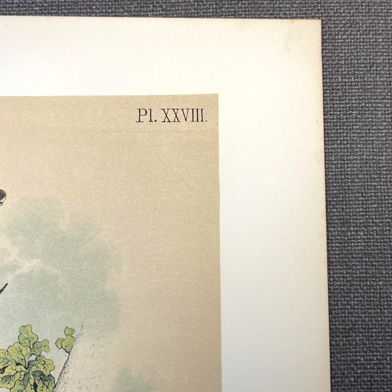 1878 Studer Chromolithograph Songbirds Antique Zoological Bird Illustration gallery