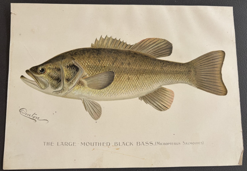 1896 Antique Fish Print The Large Mouthed Black Bass Signed by Denton 11.2″ x 8″