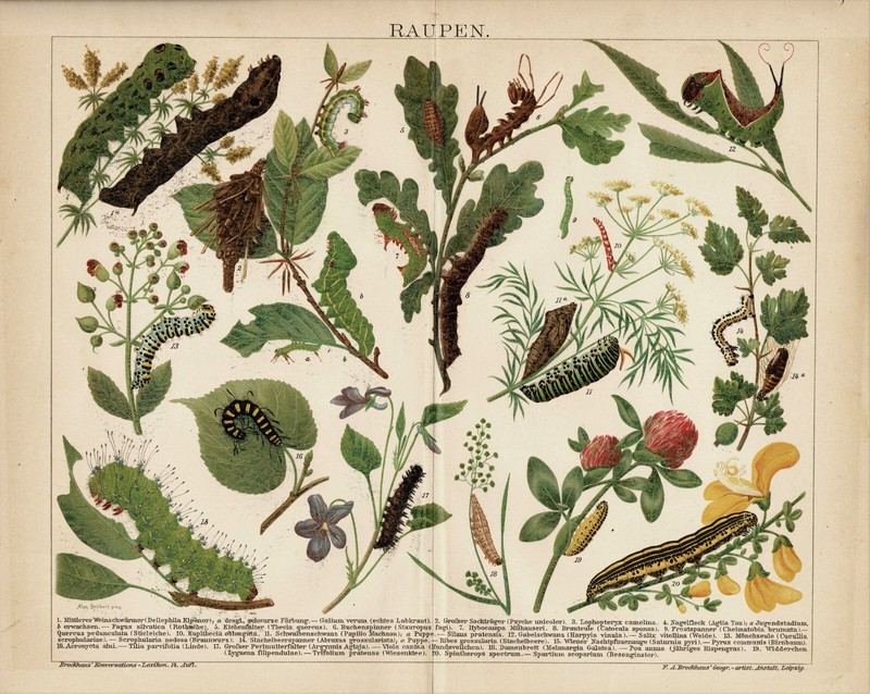 Caterpillars and Silkworms 2 antique Lithographs c. 1898 gallery