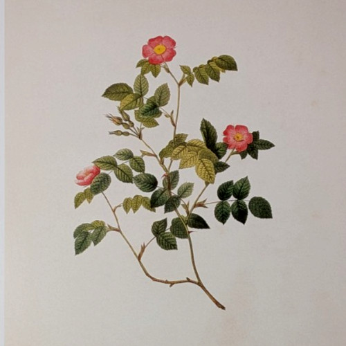 P J Redouté Small Flowered Eglantine Rose Botanical Flower Art Book Plate 94