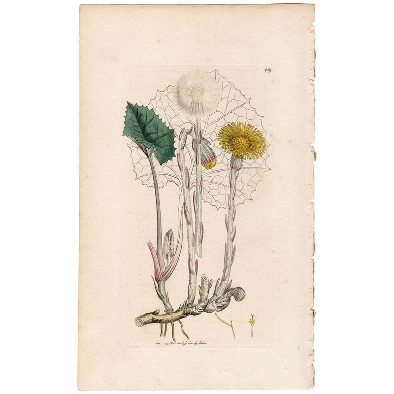 Antique 1797 Sowerby English Botany hand-colored engraving 429 Colts-foot