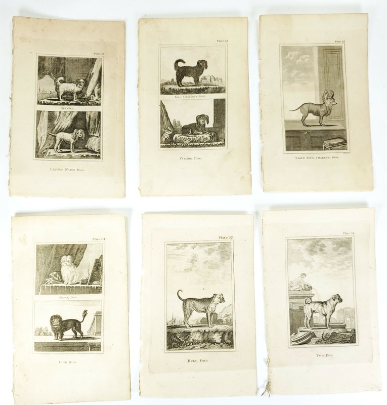 6 Antique Engravings ANDREW BELL 1726-1809 Natural History Dog Series