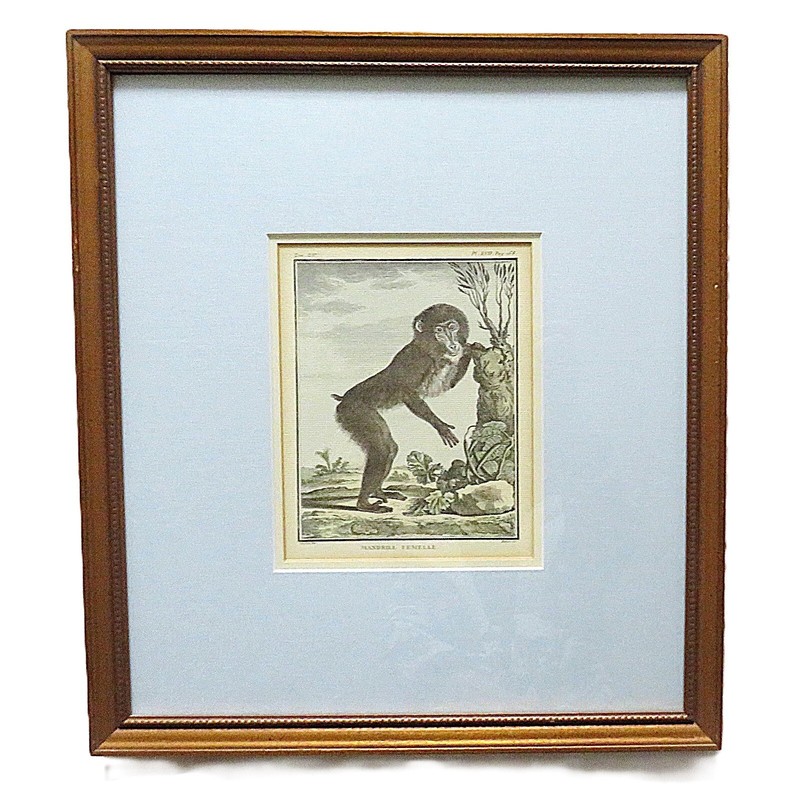 1 of 3 18th c. French George-Louis Leclerc Comte de Buffon Monkey Engraving