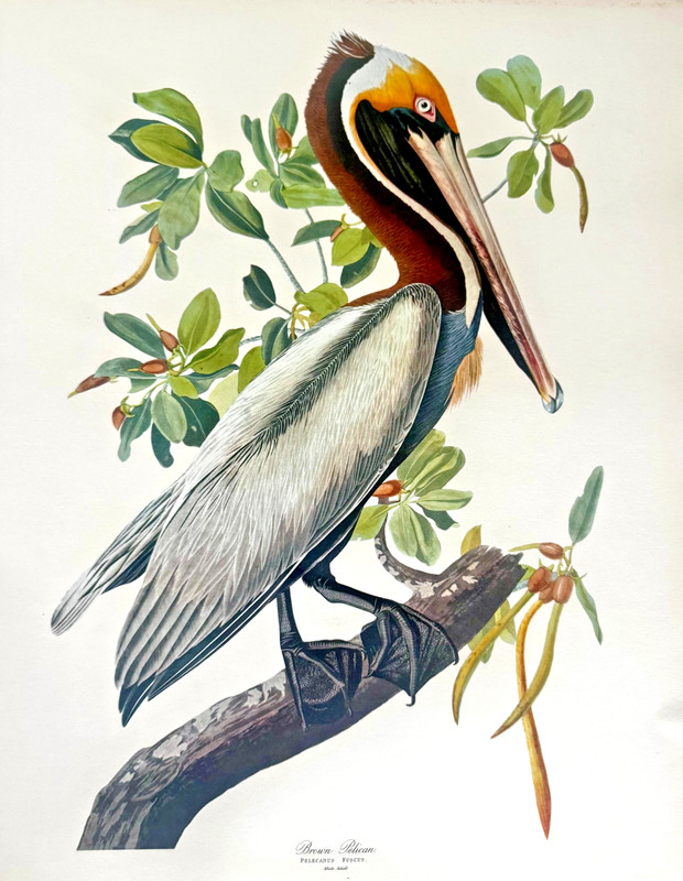 1964 Vintage Audubon Print - Brown Pelican - Original Folio Lithograph 14x17