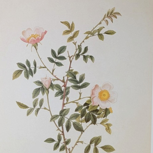 P J Redouté GRASSLAND ROSES Botanical Flower Art Book Plate Illustration 113