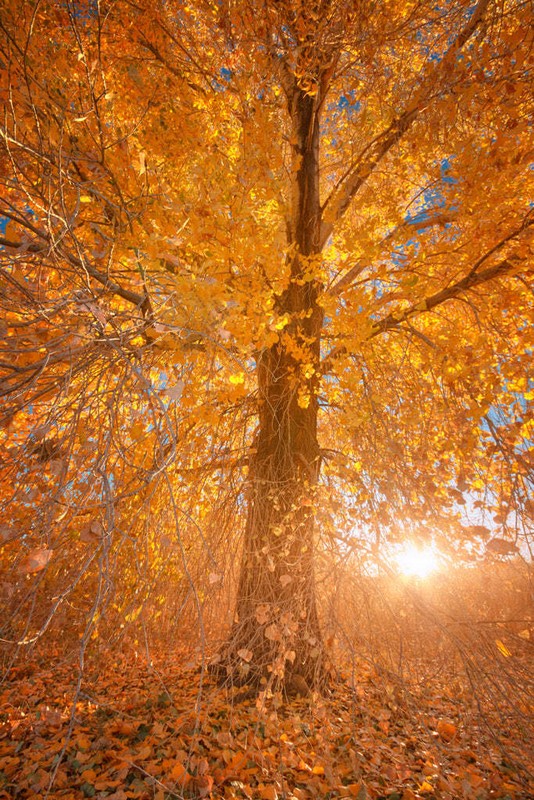 Extreme Fall 2 by Bob Larson Fine Art Print Tree Forest Landscape 18×26
