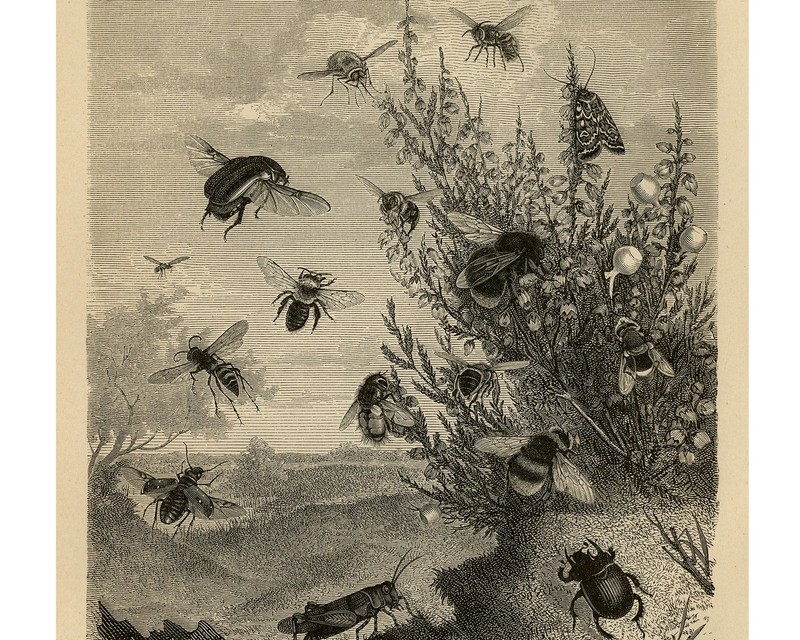 Antique Print-INSECT-BEE-FLIE-HEATHER-HONEY-Brehm-1892 gallery