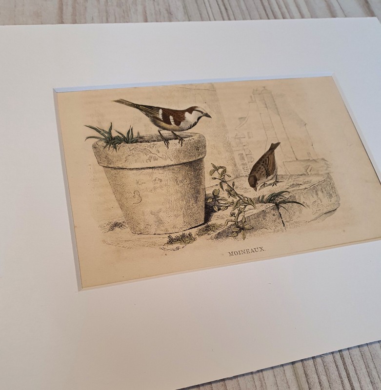 Original coloured bird engraving from Buffon's "Histoire Naturelle" - circa 1852 gallery