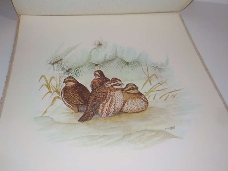 PRINT LITHO Edward Dudley Williams “Bob White Snow’’ Birds Wildlife E Dudley - gallery