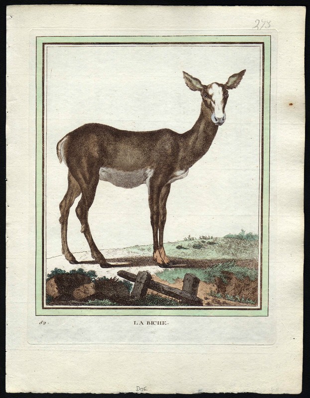 Buffon Quadrupeds La Biche deer 1700-1800 HC engraving natural history animals