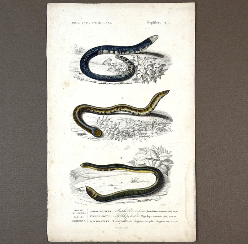 Antique 1849 Hand-Colored Reptile Engraving d’Orbigny Worm-Lizard & Snake Print
