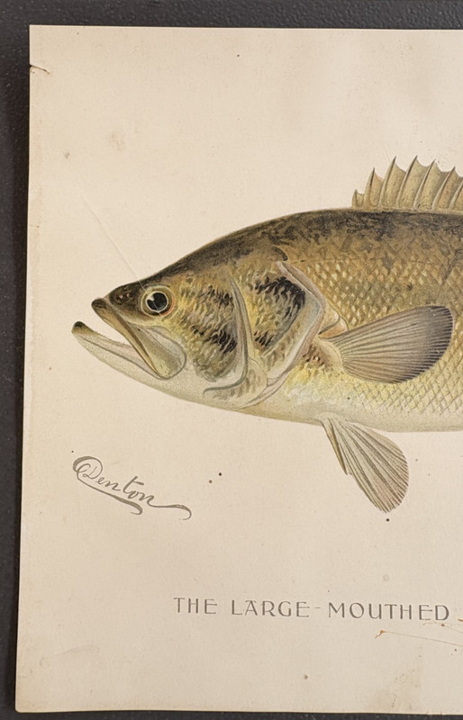 1896 Antique Fish Print The Large Mouthed Black Bass Signed by Denton 11.2" x 8" gallery