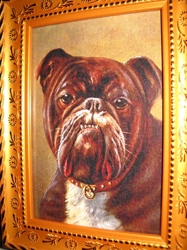 HANDSOME BULL DOG 3 1/2 X 5 gold framed art print Victorian style animal picture gallery