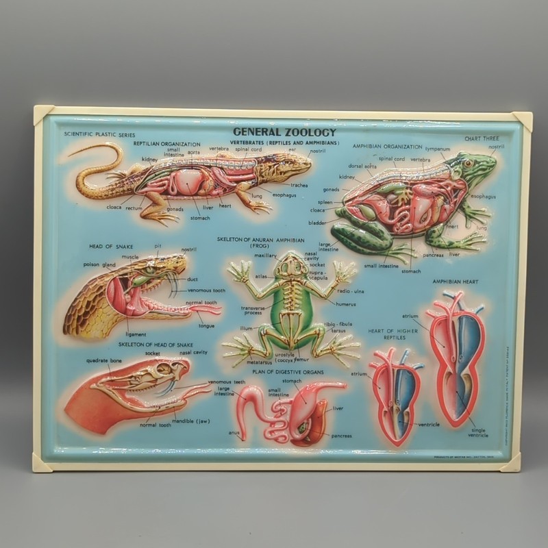 Vintage Rico Westab General Zoology Vertebrates Reptiles 3D Chart 12×9″ Italy