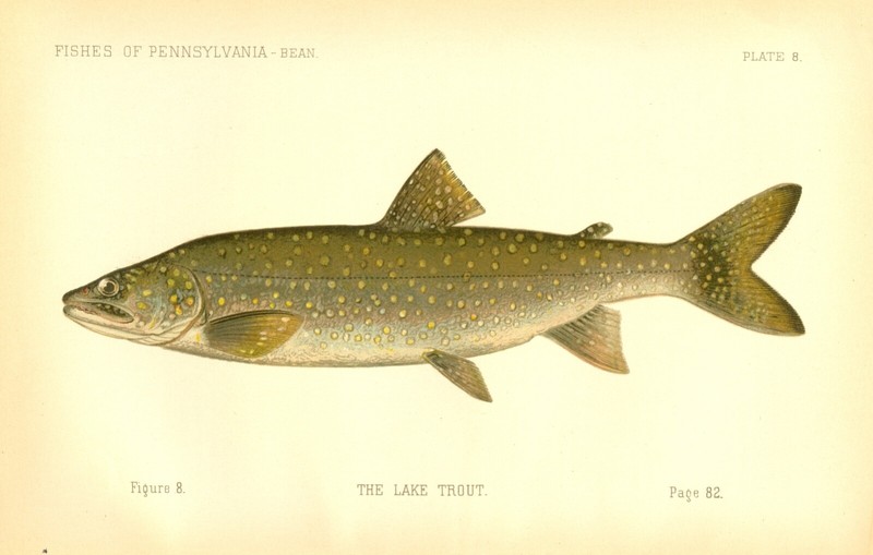 1889 Vintage Denton Fish Print ~ First Edition ~ The Lake Trout ~ Plate 8