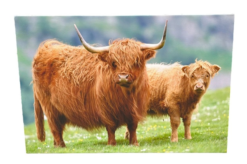 Highland Cow And Calf Picture Canvas Wall Art Print Big Box LARGE 20" x 30" VGC gallery