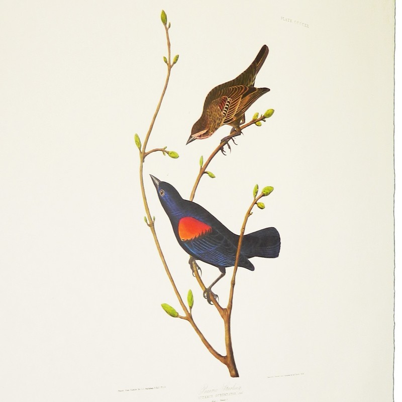 Rare AUDUBON Double-Elephant Folio, Amsterdam Edition, No. 84 PRAIRIE STARLING