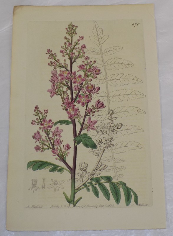 1822 COLOR Floral Print by Curtis/SUMACH-LEAVED SPATHELIA, or, SPATHELIA SIMPLEX