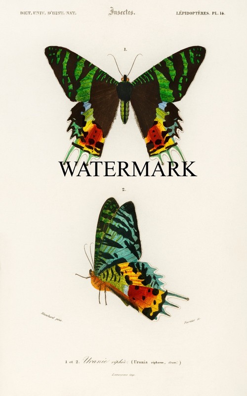 1849 D’Orbigny – Madagascan Sunset Moth Butterfly – Print REPRODUCTION