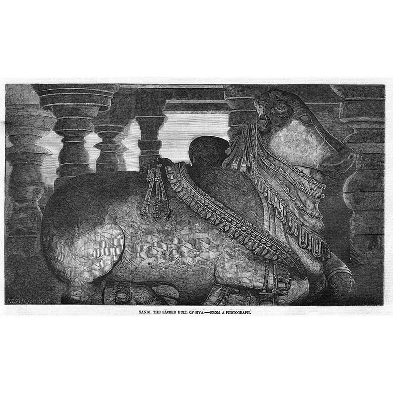 INDIA Nandi the Sacred Bull of Shiva – Antique Print 1858