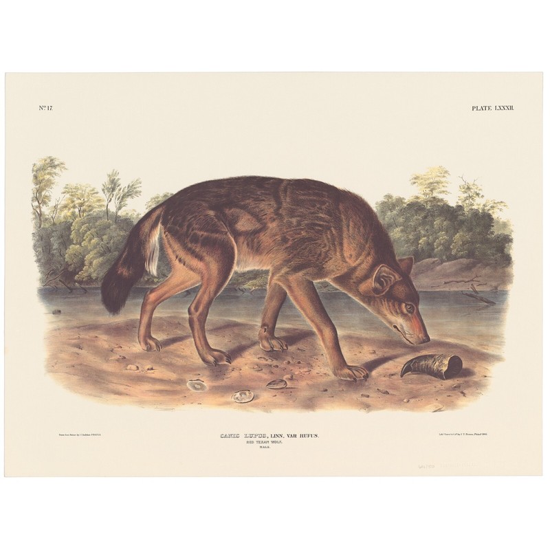 Audubon Mammals of the Southeast Southart Parkway Quad Ed Pl 82 Red Texan Wolf