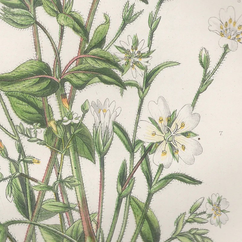 Antique 1860 Anne Pratt botanical print Flowering Plants 44 Chickweed gallery