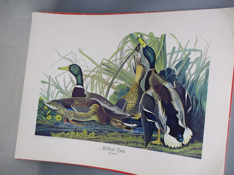 A Portfolio of 10 Prints Audubon’s Birds Large Prints With Cover 14 x 18” gallery