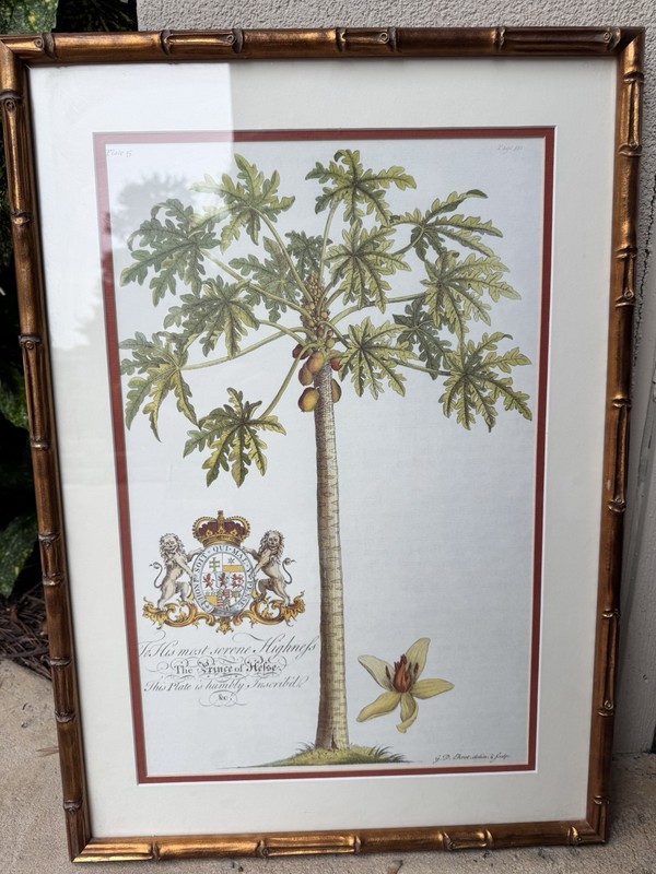 Set of 4 Bamboo Framed & Matted Botanical Prints by Georg Dionysius Ehret. gallery