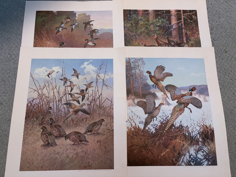 Lynn Bogue Hunt - Game Bird Painting Print Set (12 of 12) - w/ Guide Book - 1944 gallery