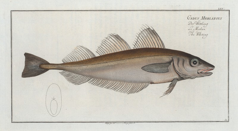 Marcus Bloch 1785 – Plate 065 Gadus Merlangus, The Whiting – 13×19 Reproduction
