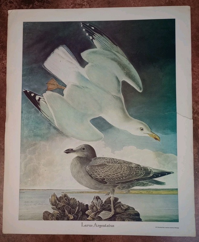 Herring Gull Bird Print Vtg 43×35.5cm Larus Argentatus NY Historical Soc Audubon