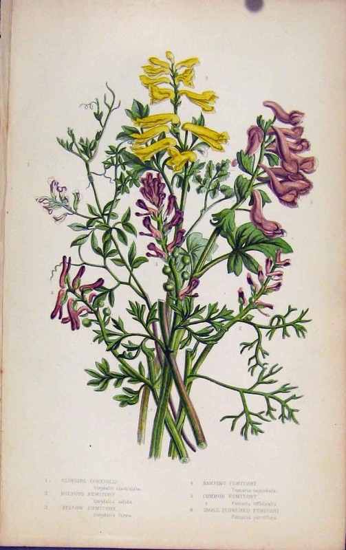 Original Old Antique Print Flowering Plants Climbing Corydalis Bulbous Fumitory