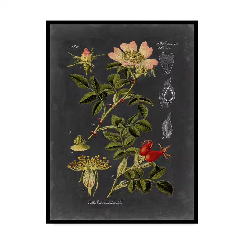 Midnight Botanical I by Vision Studio Floater Frame Nature Wall Art 19 In. X 14 gallery