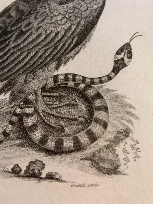 c1811 Antique Crested Black Vulture from Edwards Engraved by Mrs. Edwards gallery