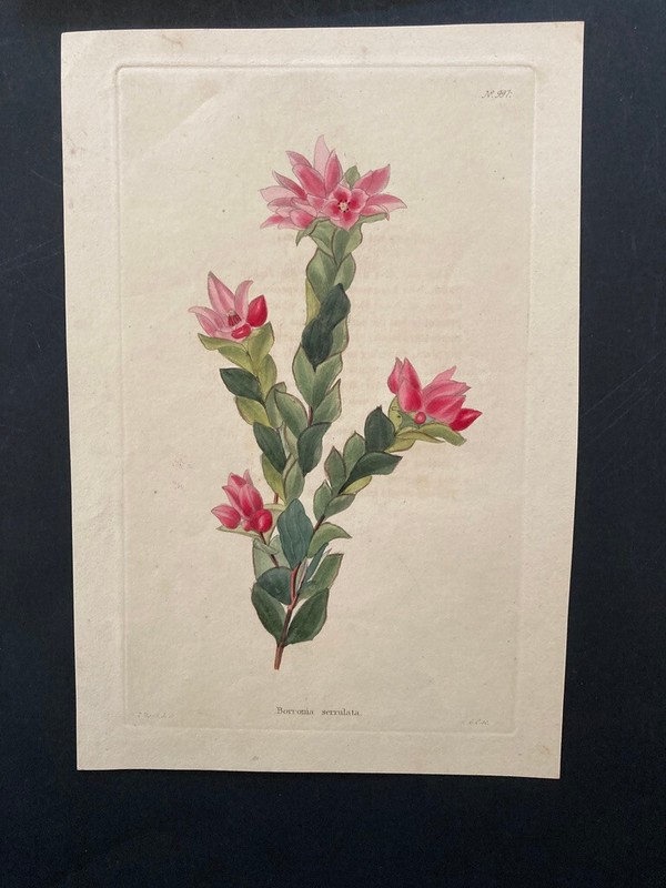 Boronia serrulata hand coloured botanical George Cooke Thomas Shotter Boys rose