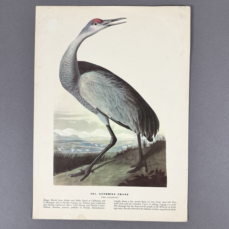 Vintage Bird Print Lot | 10 Audubon Style Plates Passenger Pigeon Crane gallery
