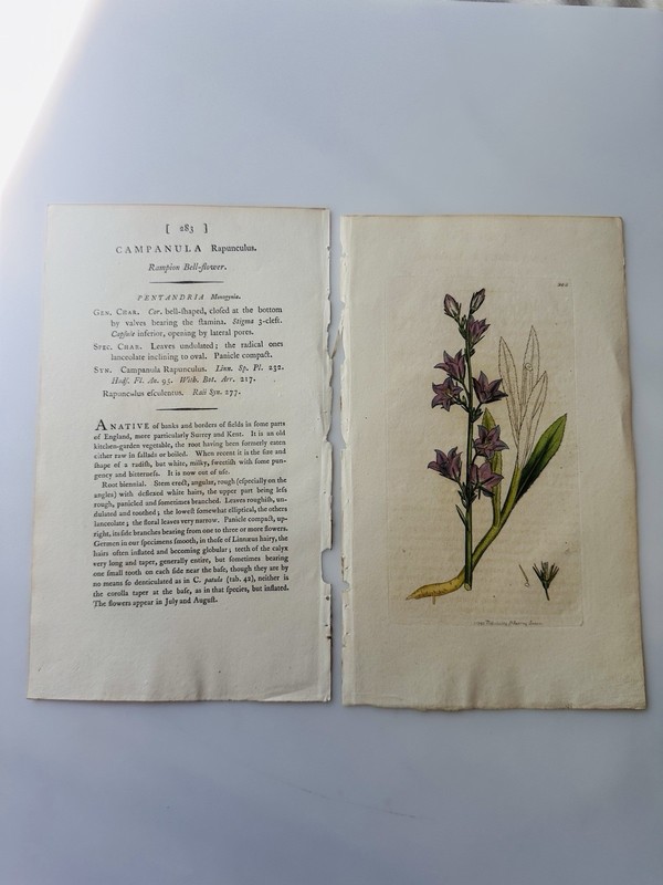 Sowerby 1795 Campanula Rapunculus Botanical Hand Colored Plate 283