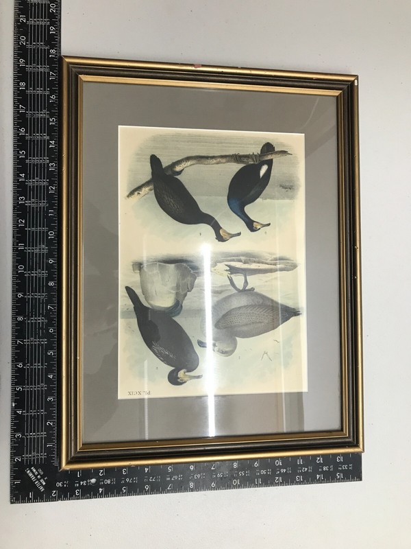 Framed Albatross Lithograph by Theodore Jasper 1881 Colored - Studer's Birds gallery