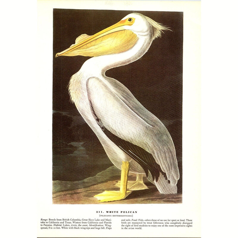White Pelican - 1941 Audubon "Birds of America" Original Color Bird Print