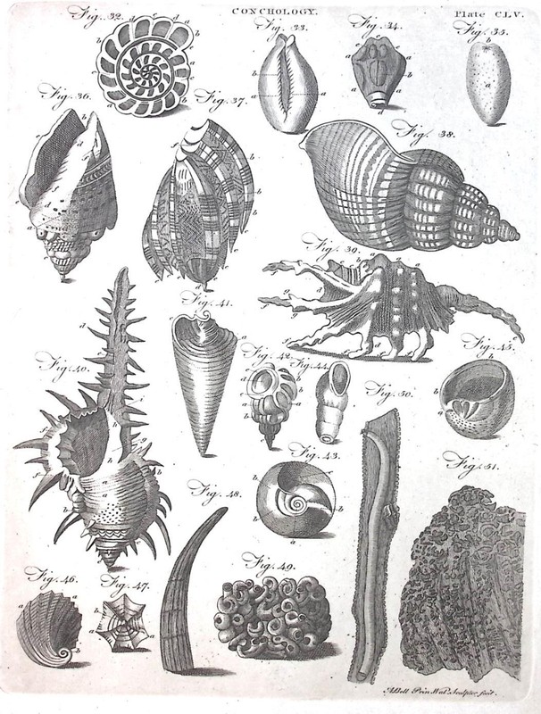 1726-1809 CONCHOLOGY Book Page Print PLATE CLV A Bell Prin. Wal. sculptor fecit