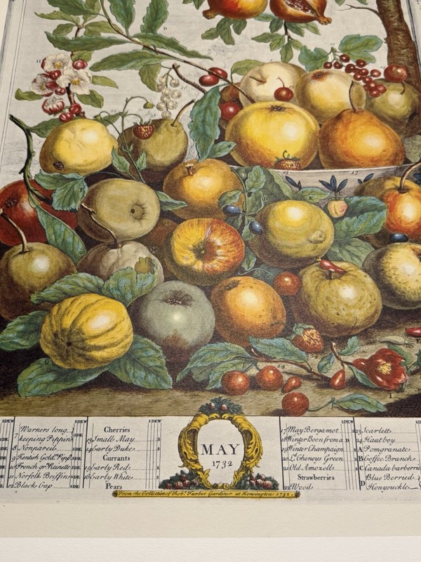 12 Months Of Fruits – MAY – Robert Furber 16 X 21 Unframed – Penn Prints 1970