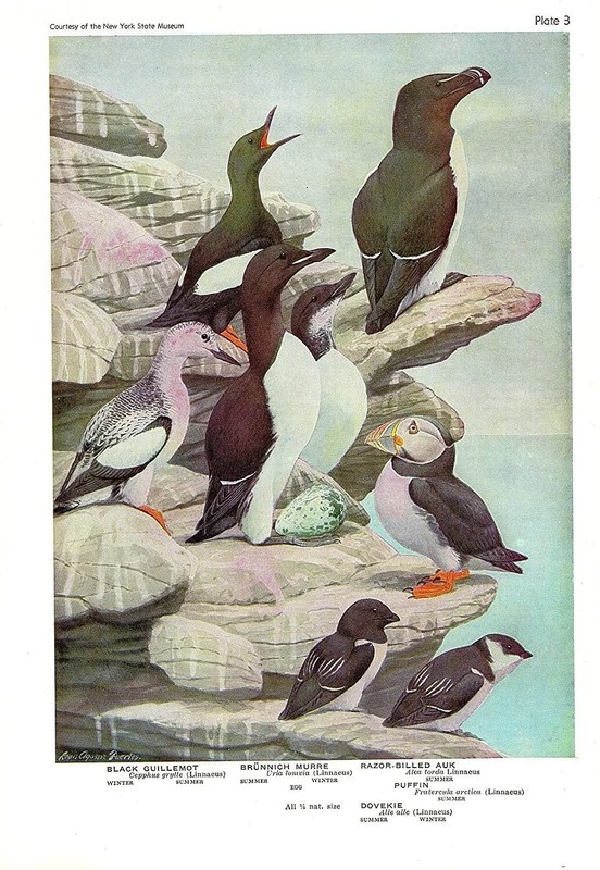1936 Vintage FUERTES BIRDS #3 «PUFFIN, AUK, DOVEKIE» Color Art Plate Lithograph